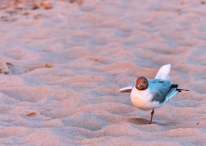 balance-seagull